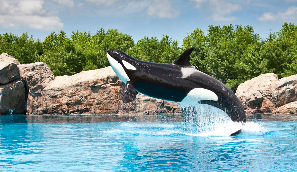 marineland rencontre avec les dauphins